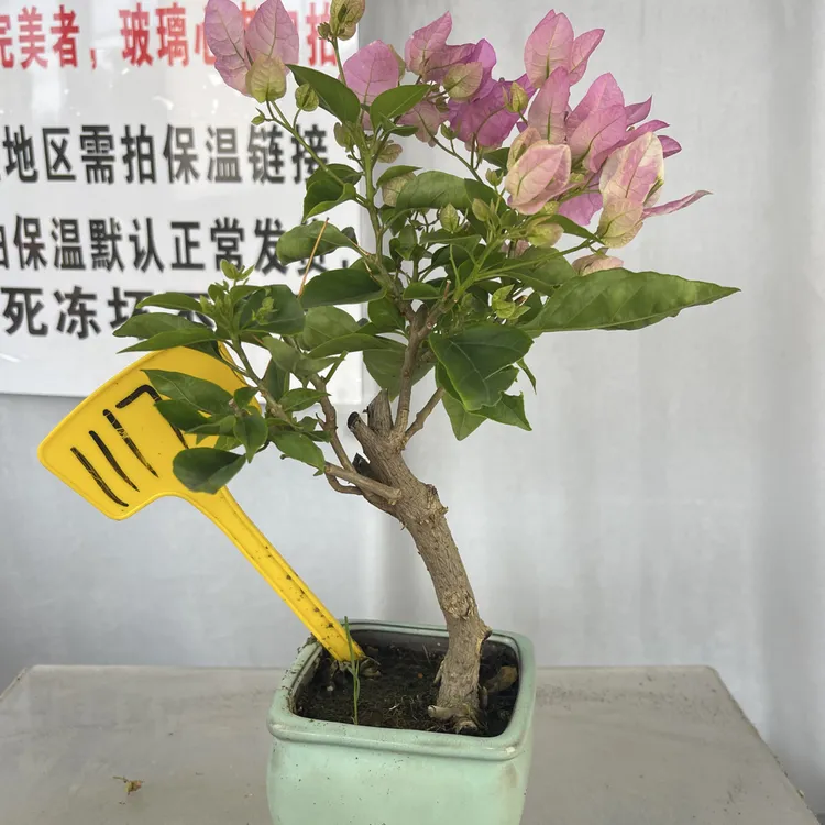 三角梅原生品种苗掌中宝陶盆口径6-9cm！实物图一物一拍！