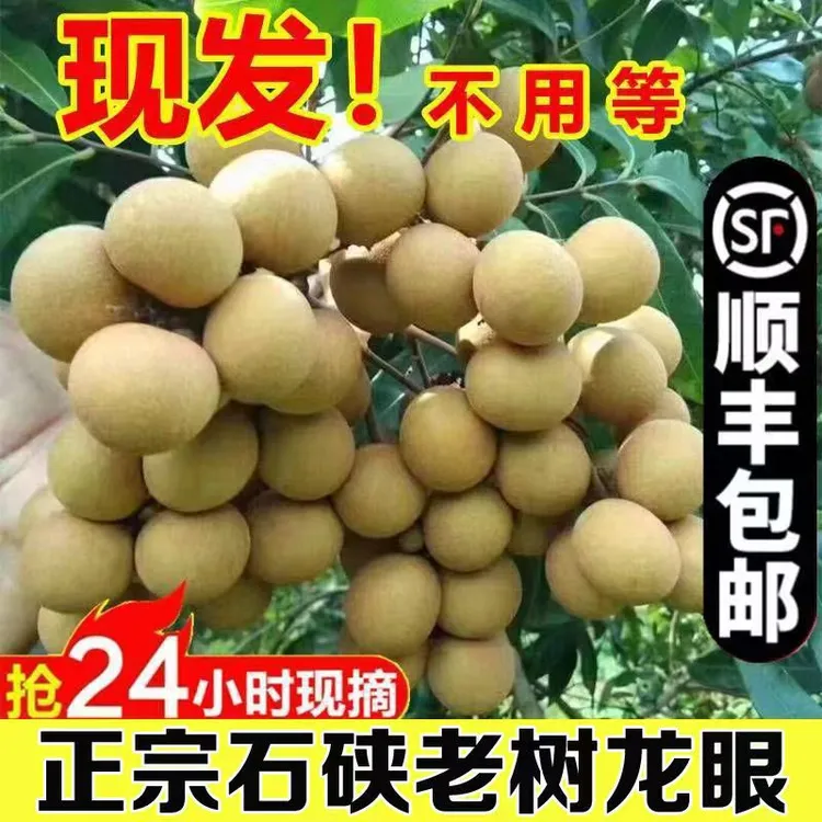 广东正宗石硖龙眼新鲜采摘现摘现发清甜爽口当季水果