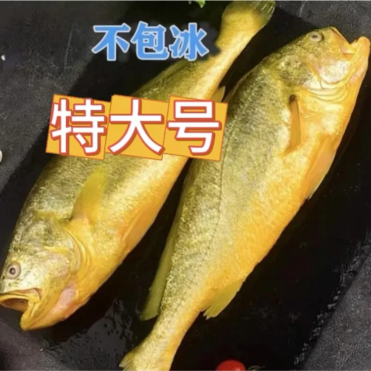 1.5斤左右特大号新鲜黄花鱼 发3条 无冰衣新鲜码头直发顺丰包邮