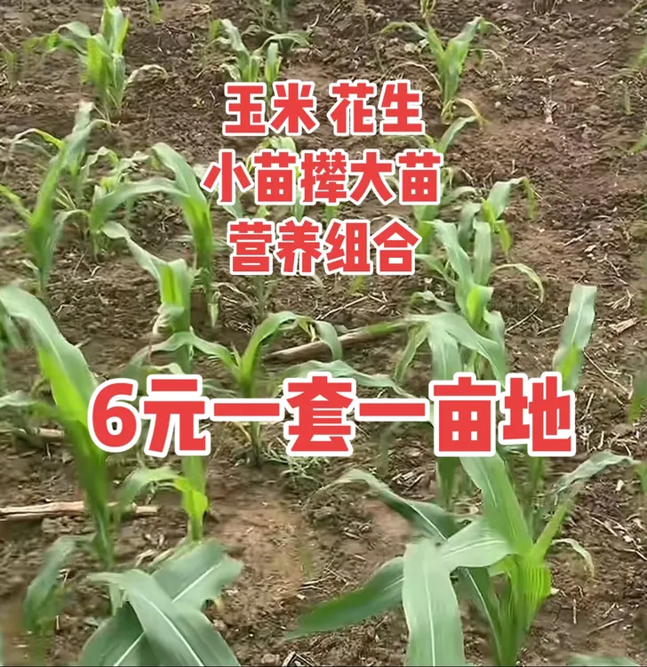 【普通版】玉米花生苗期大小苗爷孙苗快快长大营养叶面肥水溶肥料