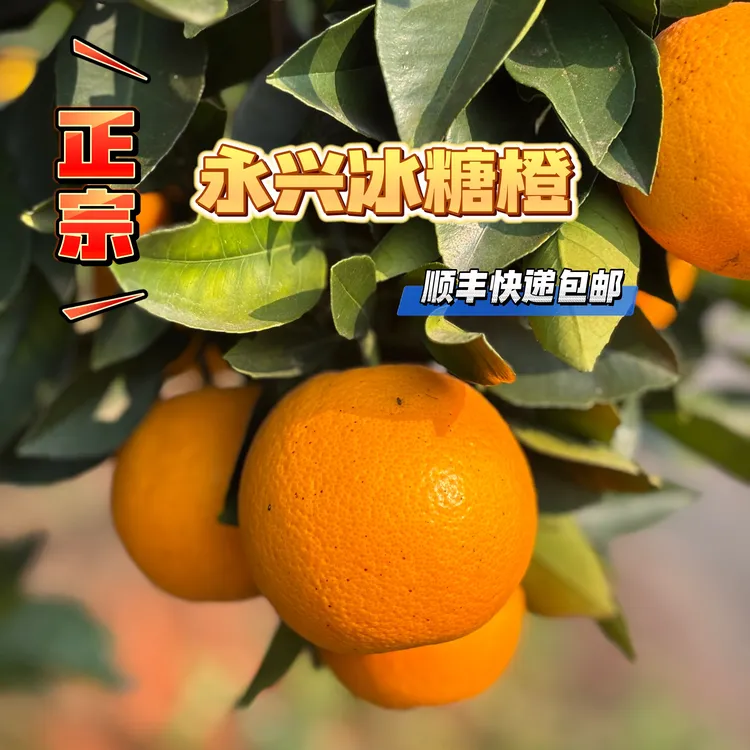 正宗永兴冰糖橙年终福利专属链接果园直发新鲜现采现摘现发甜橙
