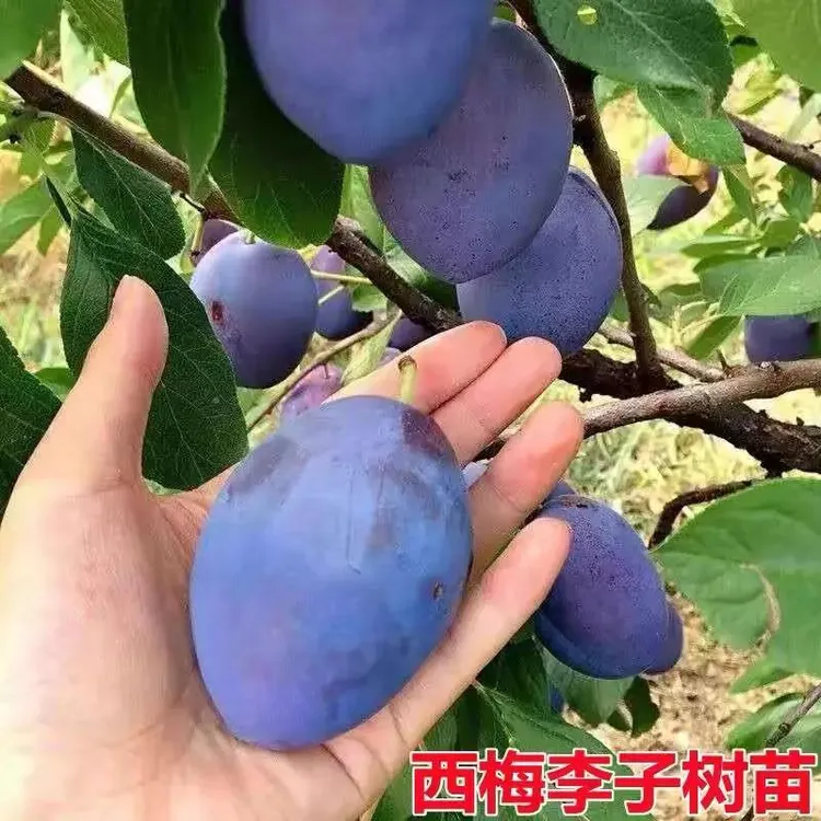 西梅树苗嫁接蜂糖李子树苗南北方种庭院果树晚熟脱骨李青脆李子苗