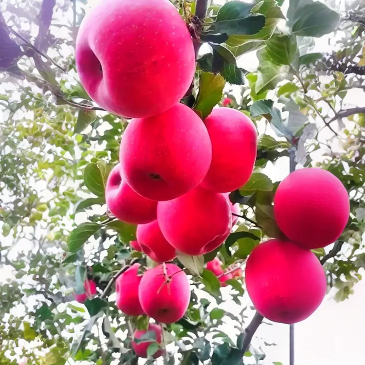 精选庭院阳台盆栽苹果树一树多品南北方可种植好养活