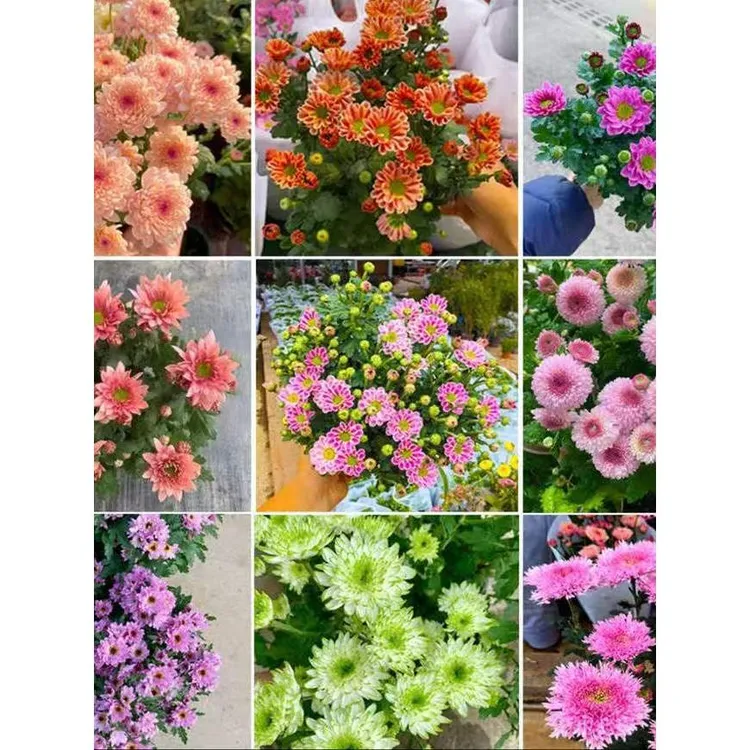 【小雏菊】菊花盆栽带花苞三文鱼网红菊花苗阳台庭院花园耐寒热