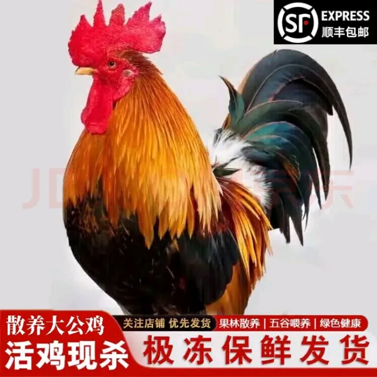 农家散养土公鸡肉质鲜嫩鲜美可口