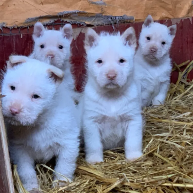 【旺森宠物】下司犬纯种贵州五红下司猎犬中长毛两个月幼犬狗狗活体