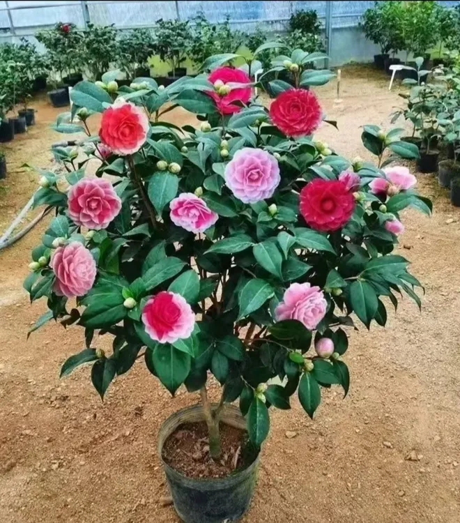 五色赤丹带花苞香妃茶花树苗盆栽80~100耐寒耐热四季浓香型花卉