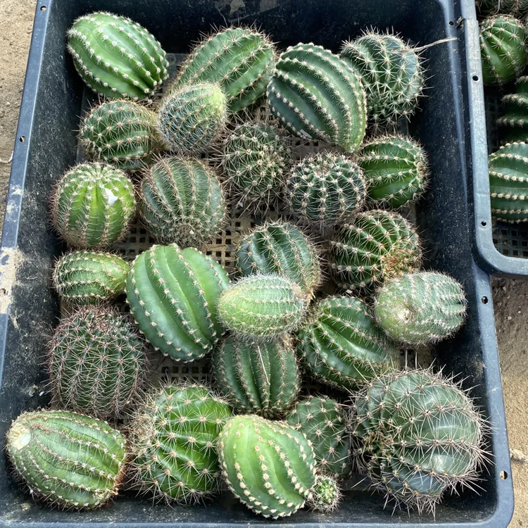 实生彩草侧芽随机发20个不同刺座品种仙人球