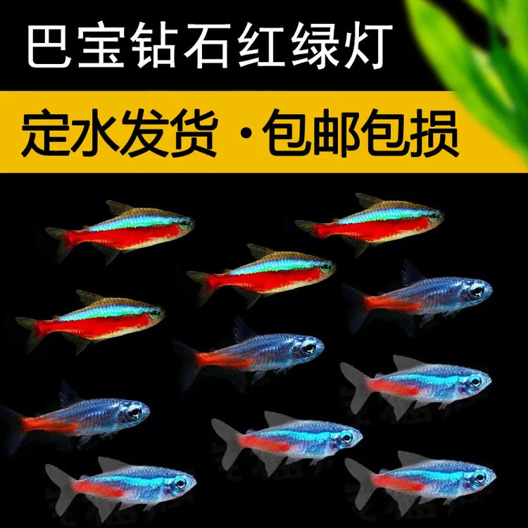 大巴西宝莲灯红绿灯钻石灯热带观赏鱼草缸群游灯科鱼小型淡水鱼