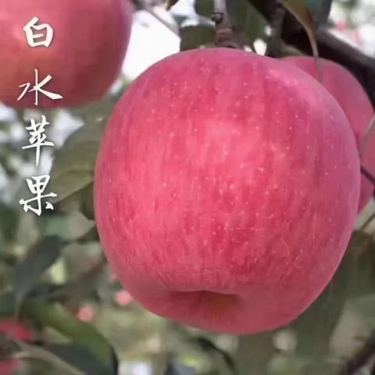 2025新果白水红富士苹果水果5/10斤产地直发当季新鲜苹果水果现摘