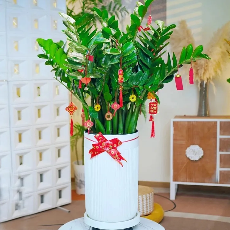 主推超大型金钱树含盆1.1-1.3米落地款客厅摆放家居植物净化空气