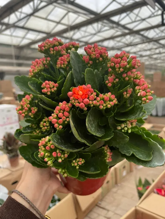 重瓣长寿花四季绿植开花养花