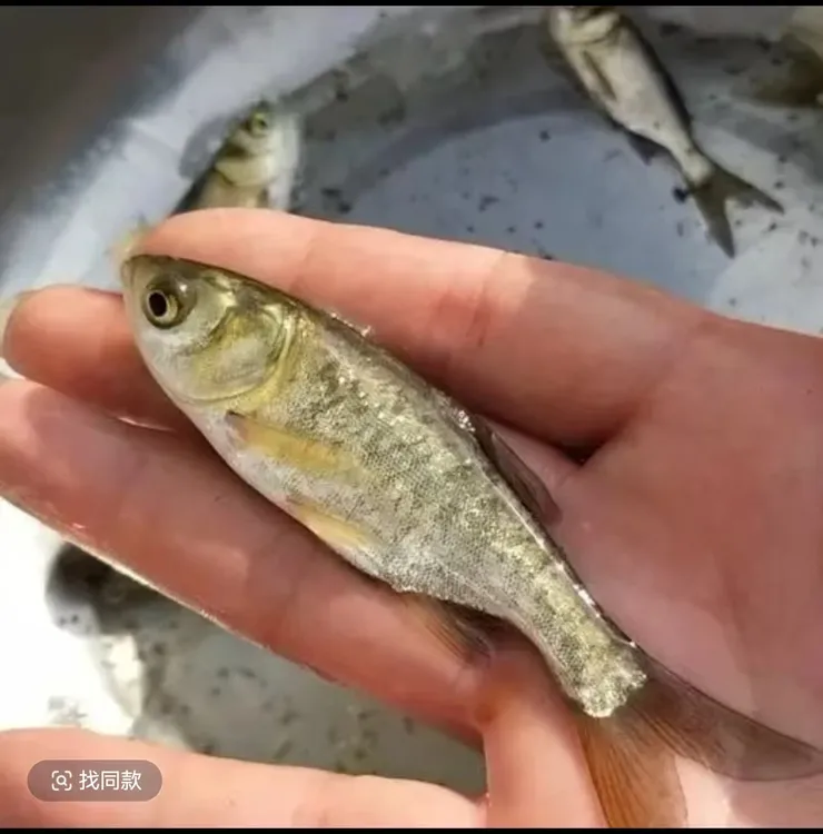 川鱼【花鲢鱼】 四大家鱼  大头鱼  水鲢跳鲢  淡水宠物水族观赏鱼。
