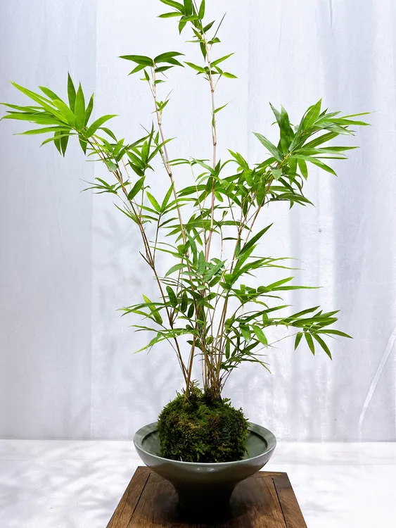 室内盆栽观音竹水培效果苔藓球好养易活桌面绿植花卉植物花卉