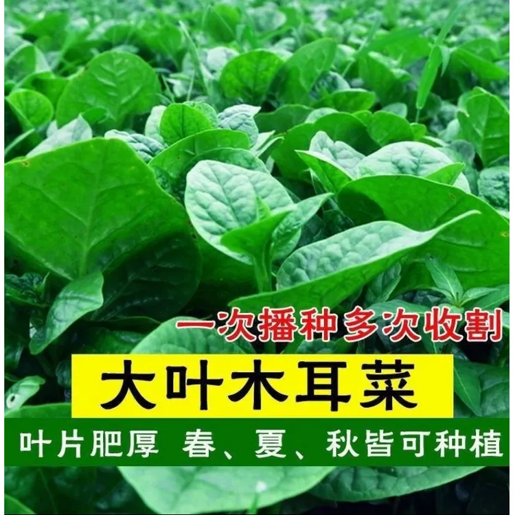 【大叶木耳菜种子】耐热大叶木耳菜蔬菜种子四季种植阳台盆栽