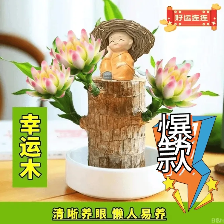高颜值正品【带芽发货正宗进口品质】基地直销巴西木幸运木水培盆栽