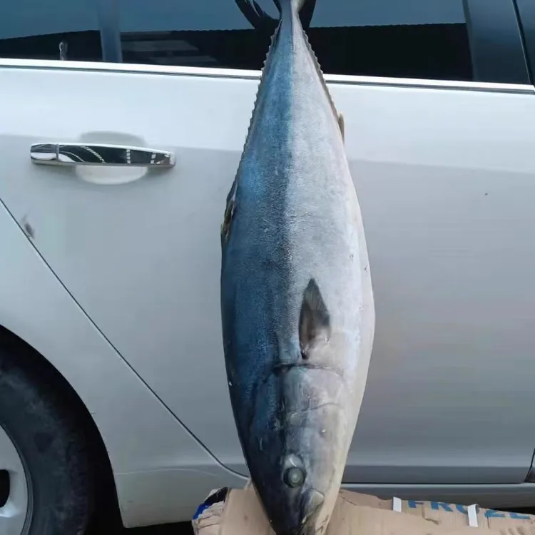 【11-13斤】黄金鲅鱼 整条新鲜速冻 饺子馅 非马鲛鱼 礼盒装Y