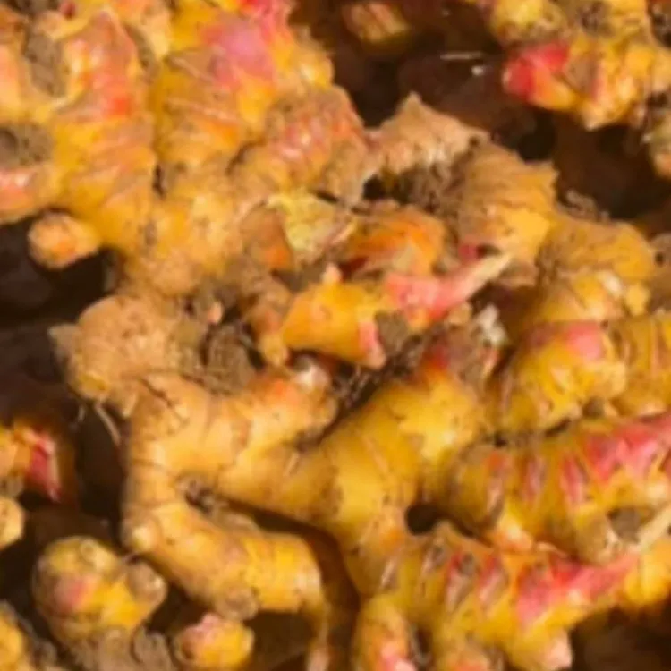 贵州小黄姜高山老姜土姜月子姜二黄姜新鲜嫩姜仔姜现挖现发，