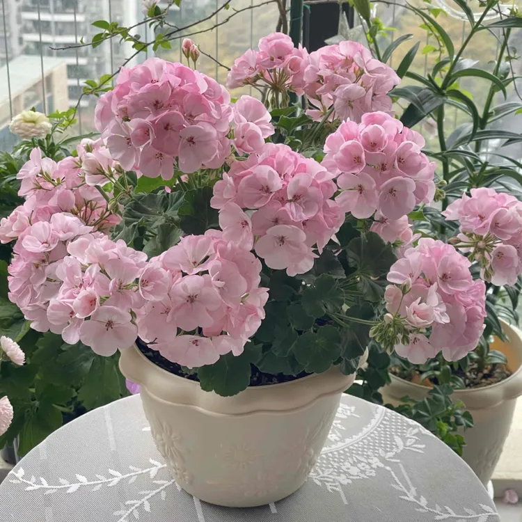 150盆《苹果花》大力水手系列大花球天竺葵