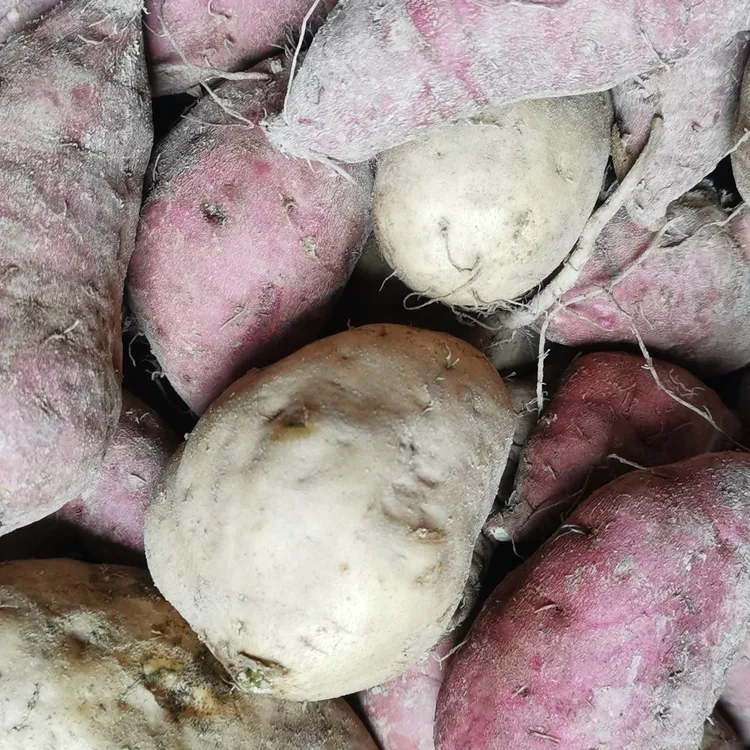 湖南小李哥自家种植红薯