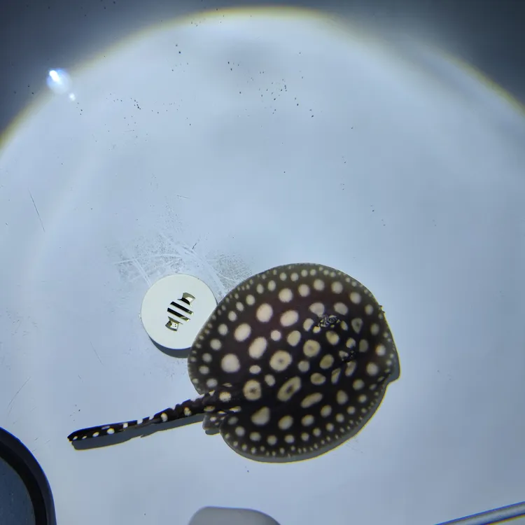 6号黑白魟鱼，热带观赏鱼包邮包活到家，不包下缸过水，拍摄开箱视频