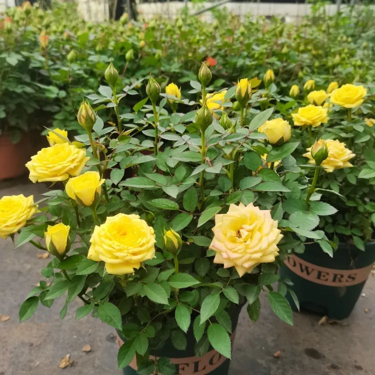 【巴比伦】玫瑰老桩苗四季开花耐寒耐热庭院阳台盆栽花卉