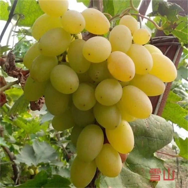 寒香蜜庭院巨峰葡萄树苗果树无核无籽南方盆栽北方南北方当年种植