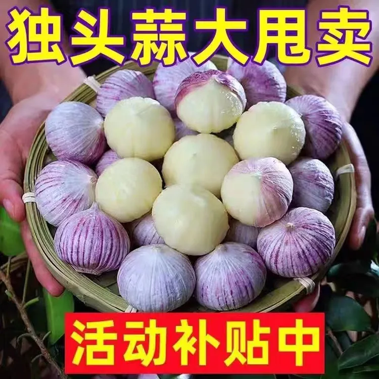 紫皮独头正宗新鲜大蒜头批发2025年农家特价蔬菜紫皮圆头独蒜