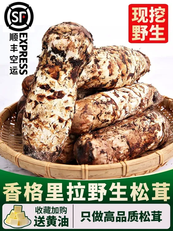云南香格里拉当天现挖新鲜松茸菌菇（顺丰特快包邮）韩标宴礼款