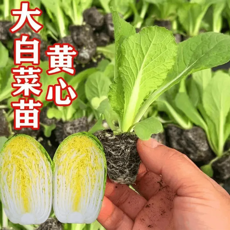 黄心大白菜秧苗娃娃菜大白菜抗寒抗病带土球发货易活种植蔬菜苗子