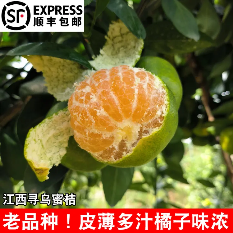 【顺丰包邮】正宗江西寻乌蜜桔皮薄多汁无籽蜜橘赣南桔子青皮橘子