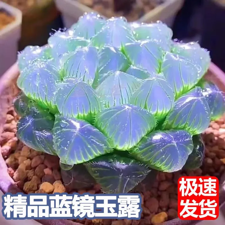 玉露多肉植物高级稀有蓝镜无暇玉露办公室桌面美观防辐射盆栽花卉