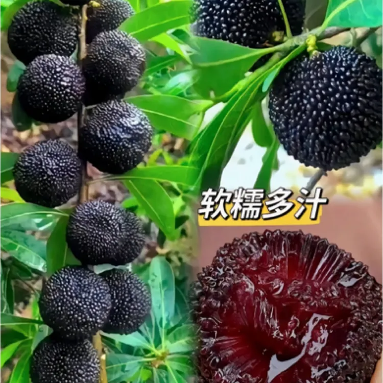 大黑炭杨梅树苗嫁接杨梅苗盆栽地栽庭院四季常青当年结果耐寒品种