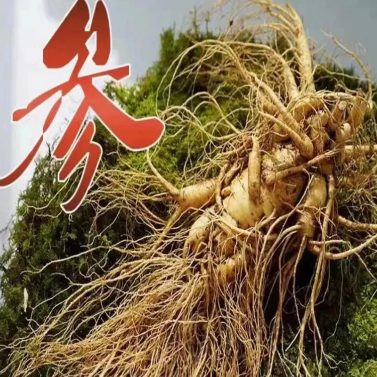 长白山新鲜现挖8两人参带土产地直发顺丰空运包邮