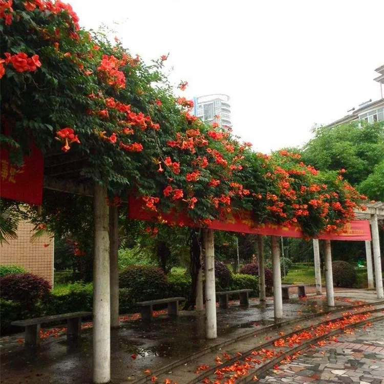 帅轩美国凌霄花苗阳台庭院绿化爬墙攀援花卉凌霄庭院爬藤植物开花