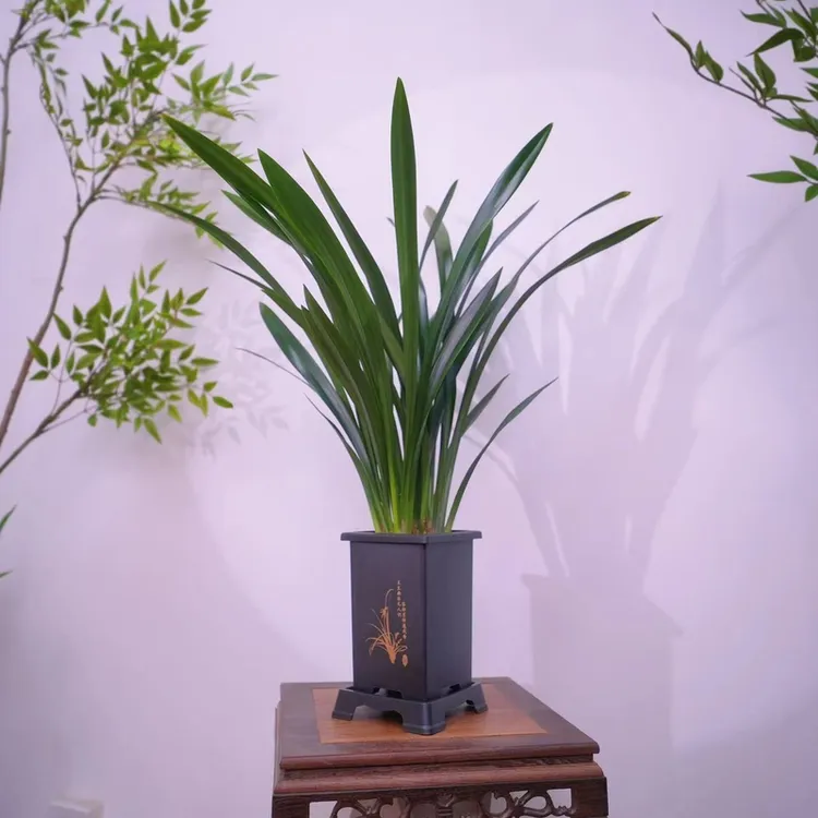 墨兰6-8苗绿叶好养室内盆栽易存活