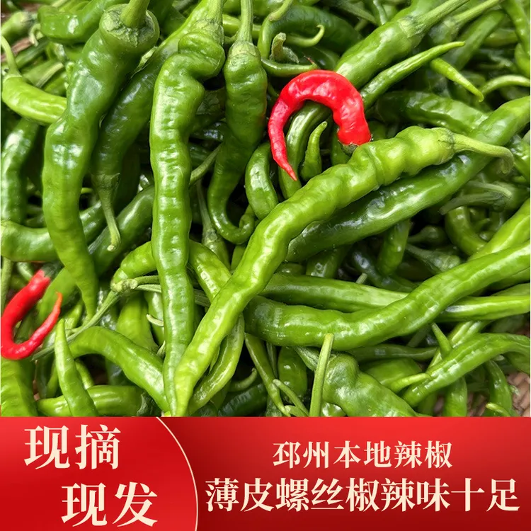 邳州本地薄皮勾椒螺丝椒皮薄特辣香辣批发现摘现发