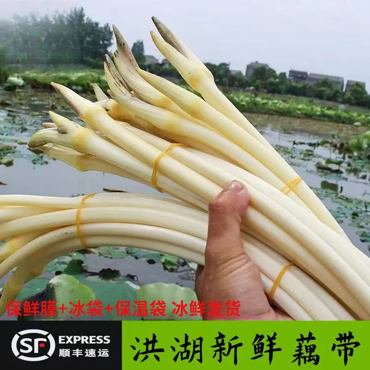 新鲜藕带【顺丰包邮】当天采摘藕带藕尖莲藕梢清香爽口湖北特产