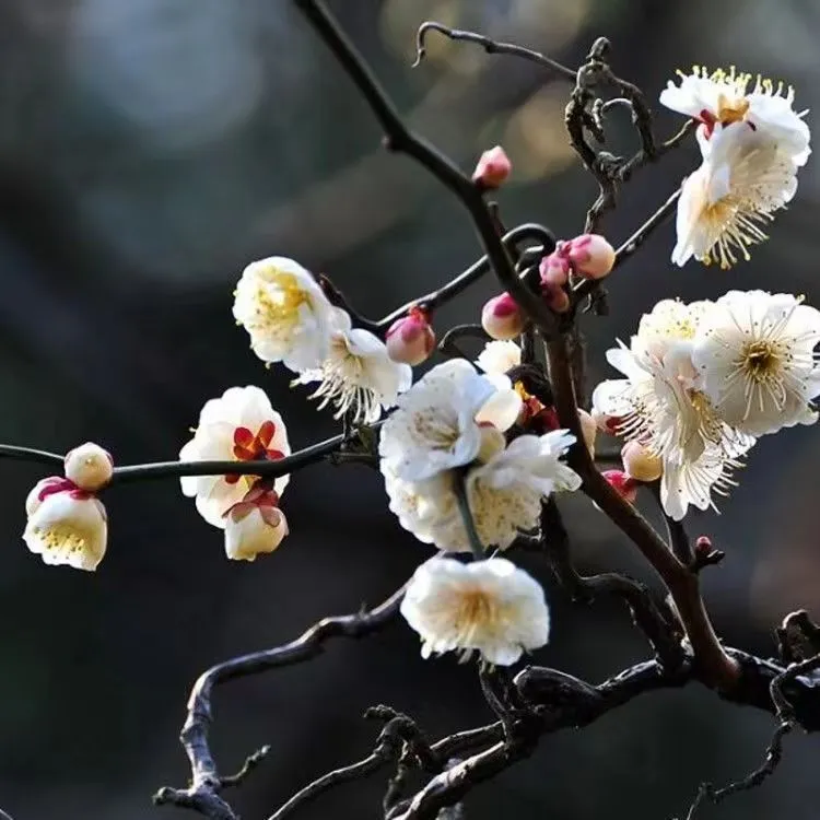 茶台精品龙游梅观花观枝花卉