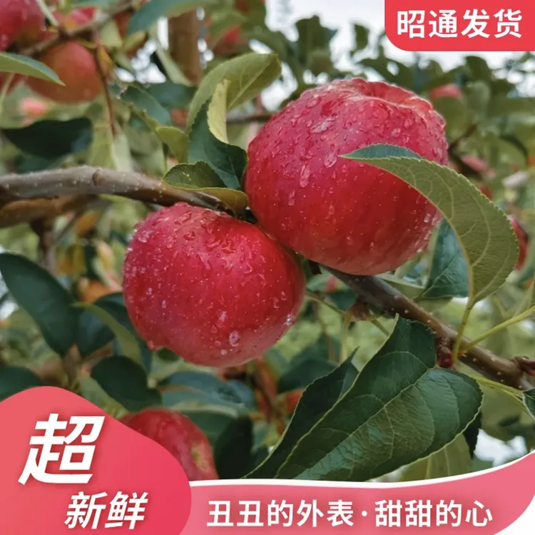 正宗云南昭通冰糖心丑苹果