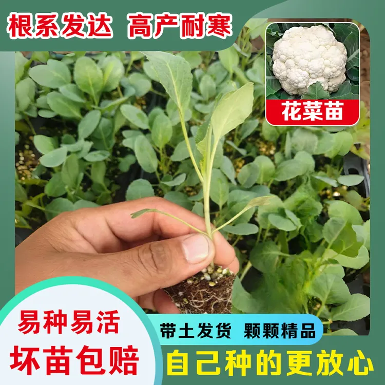 精选优质有机青梗花菜白散花秧苗四季高产可盆栽地栽