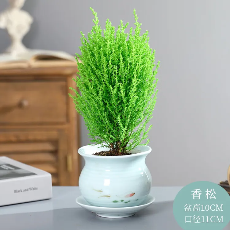 小香松盆栽室内办公室桌面盆景松树绿植吸甲醛四季常青好养的花卉
