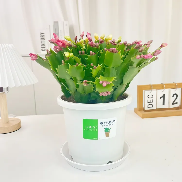 （带花苞）多色蟹爪兰花苗盆栽带花苞四季开花重瓣好养易活室内花卉