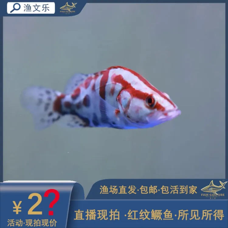 精品爆红 红纹鳜 鳜鱼 淡水鱼 观赏鱼 好养鱼缸宠物 渔场直发