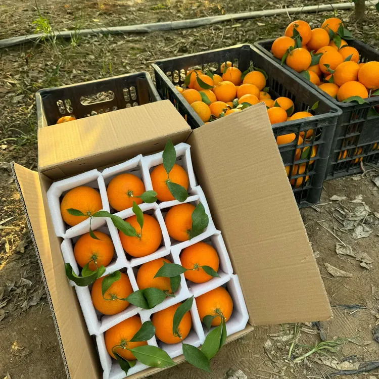 2025年崇明本地红美人柑橘 现摘现发 九甜一酸