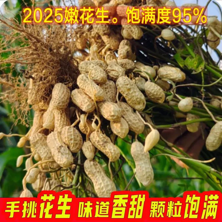 粉皮花生2025可水煮卤花生沙地种植现挖现发原产地新鲜带泥真好吃