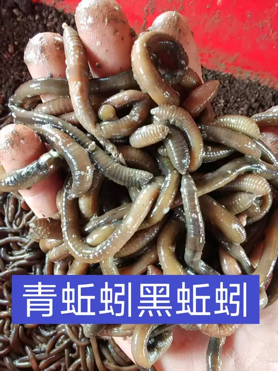 青蚯蚓黑蚯蚓本地臭蚯蚓