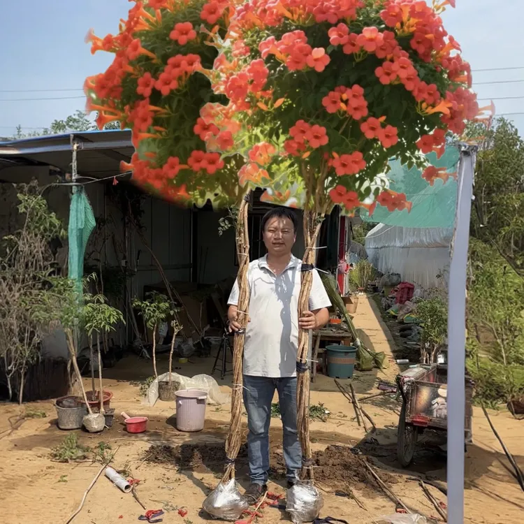 凌霄麻花辫子苗庭院花卉美国凌霄花苗耐寒耐热爬藤植物带土球发货