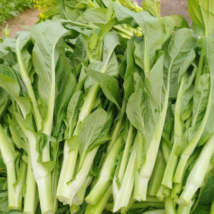 【正宗湖北白菜苔】新鲜采摘菜心菜苔露天种植老农蔬菜