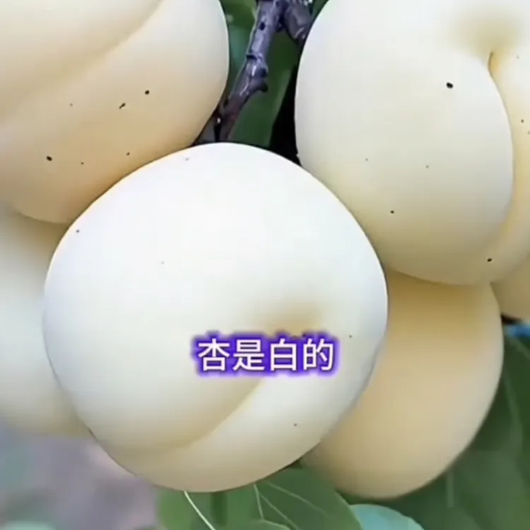 香白杏树苗六月份成熟干碗离核